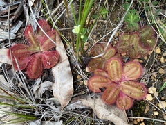 Drosera collina