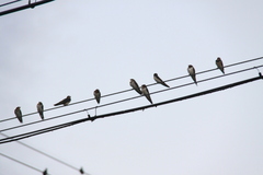 Hirundo rustica