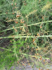 Asparagus officinalis
