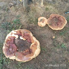 Ganoderma