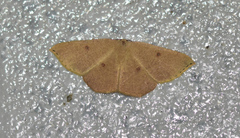 Cyclophora puppillaria