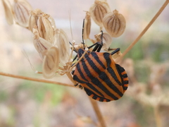 Graphosoma italicum