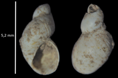 Succinella oblonga