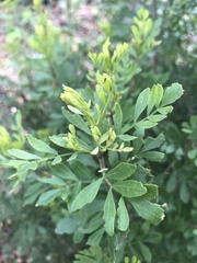 Fraxinus greggii