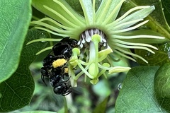 Protandrena passiflorae