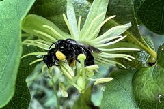 Protandrena passiflorae