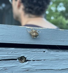 Araneus saevus