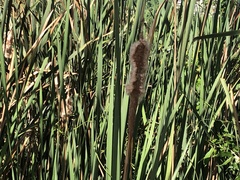 Typha domingensis