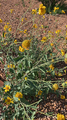 Verbesina encelioides