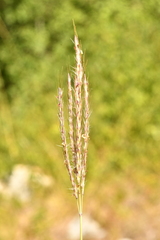 Bothriochloa ischaemum