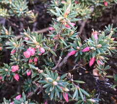 Brachyloma ericoides