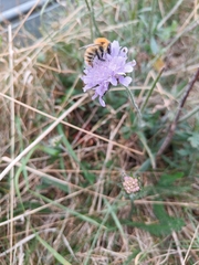 Bombus pascuorum