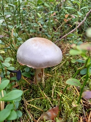 Cortinarius traganus