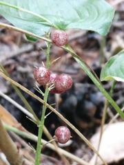 Maianthemum bifolium