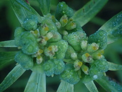 Euphorbia