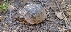 Terrapene ornata