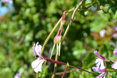 Pelargonium peltatum