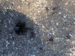 Acromyrmex versicolor