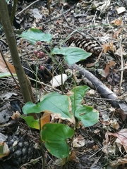 Maianthemum bifolium