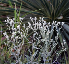 Pseudognaphalium canescens