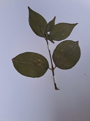 Cornus mas