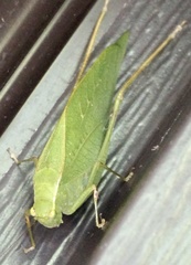 Microcentrum retinerve