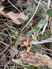 Bossiaeeae