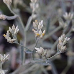 Pseudognaphalium canescens