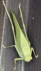 Microcentrum retinerve