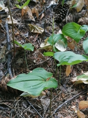 Maianthemum bifolium