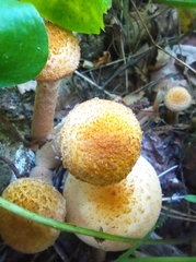 Armillaria borealis