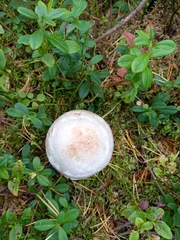 Cortinarius traganus