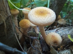 Armillaria borealis