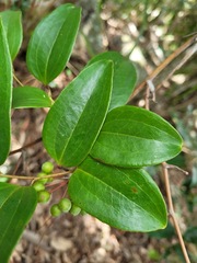 Smilax corbularia