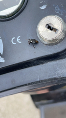 Pangaeus bilineatus