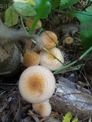 Armillaria borealis