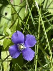 Gentianopsis thermalis