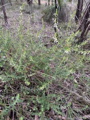 Phyllanthus calycinus