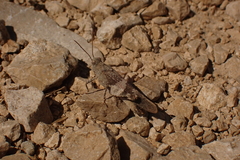 Oedipoda