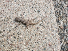 Sceloporus tristichus