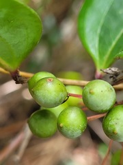 Smilax corbularia