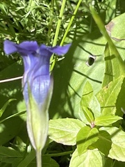 Gentianopsis thermalis