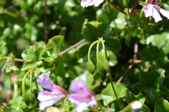 Pelargonium peltatum