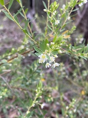 Phyllanthus calycinus