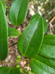 Smilax corbularia