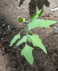 Chenopodium berlandieri