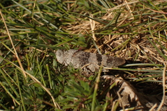 Oedipoda