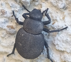 Tenebrionidae