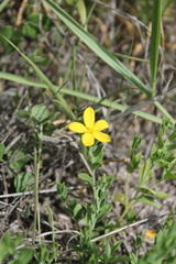 Menodora