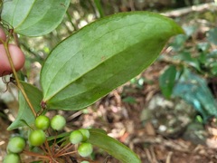 Smilax corbularia